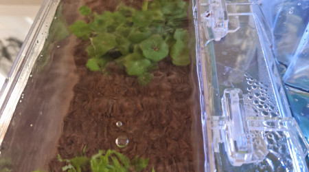 Mini pogostemon et hydrocotyle