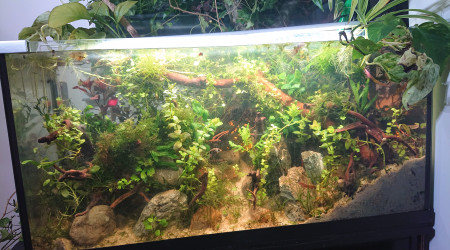 Fangorn Forest  J+10