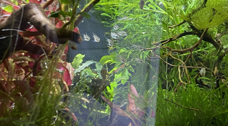 Enfin une preuve qu’il y a des Corydoras pygmaeus dans cet aquarium