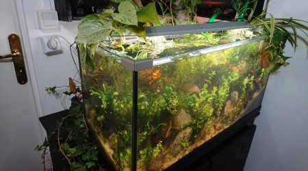 Fangorn Forest  J+11