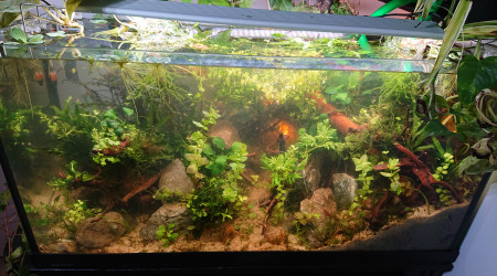 Fangorn Forest  J+11