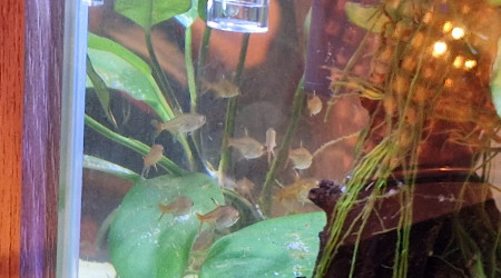 Les tetra sont lâchés