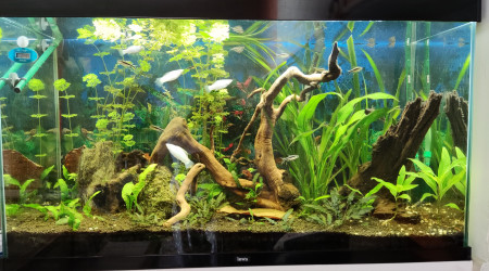 aquarium amazonien