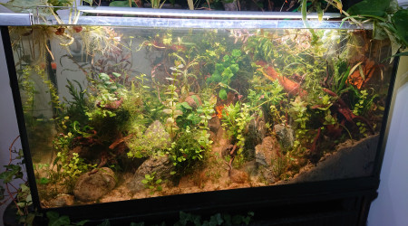 Fangorn Forest  J+14