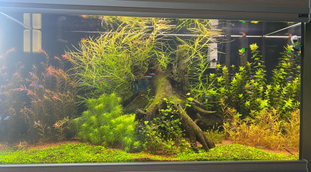 aquarium Aquarium 240L