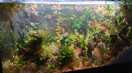 Fangorn Forest  J+14