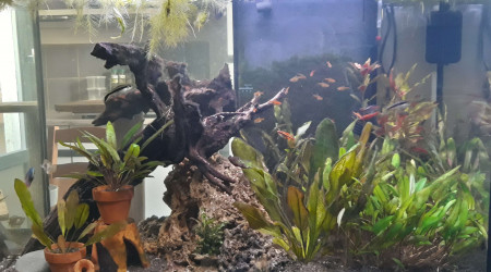 aquarium Bac 145L _ Biotope Amazonien