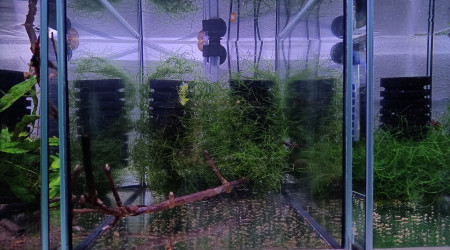 aquarium 332 Libre