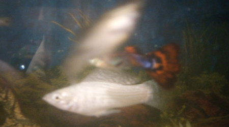 crystal danube et un petit