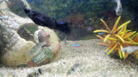 Ebene et ses petits avec une partie du banc de cardinalis