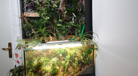 Fangorn Forest  J+15