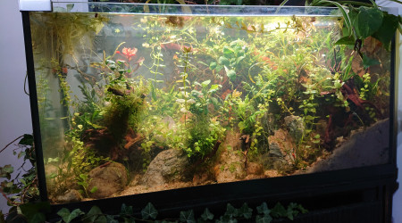 Fangorn Forest  J+16