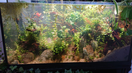 Fangorn Forest  J+16