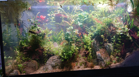 Fangorn Forest  J+17