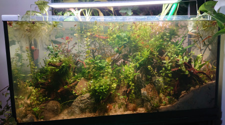 Fangorn Forest  J+17