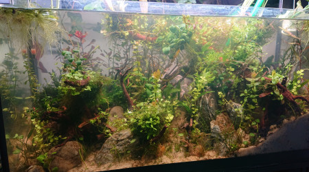 Fangorn Forest  J+17