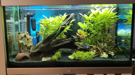 aquarium Fluval Studio 900