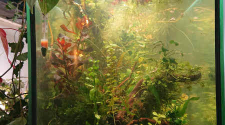 Fangorn Forest  J+18