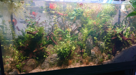 Fangorn Forest  J+19