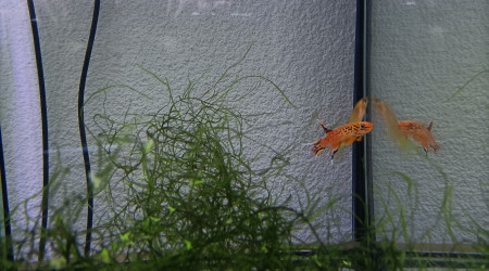aquarium 434 Quarantaine Aphyosemion australe doré