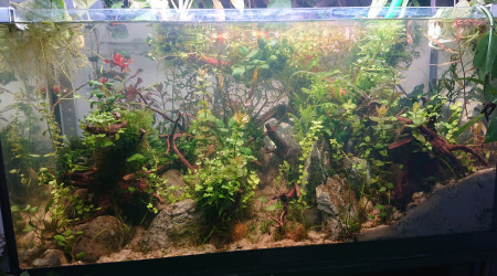 Fangorn Forest  J+19