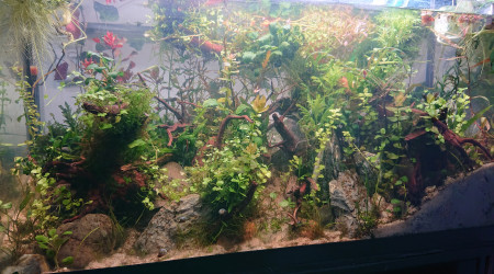 Fangorn Forest  J+20