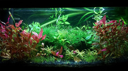 aquarium 1er aqua