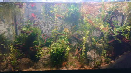 Fangorn Forest  J+22