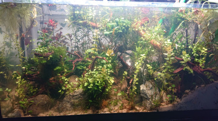 Fangorn Forest  J+21