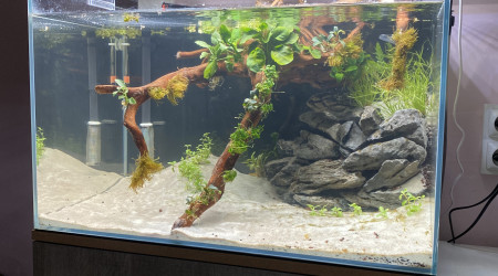 Première plantation