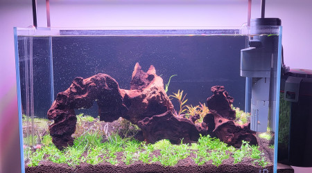 aquarium Plants Forest  - 45x28x28