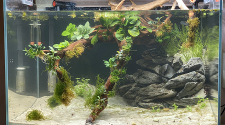 Deuxième vague de plantations