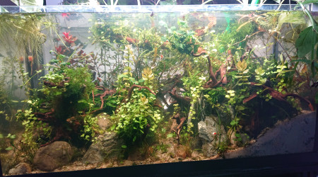 Fangorn Forest  J+25