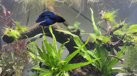 Nouveau décor pour le combattant