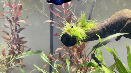 Nouveau décor pour le combattant