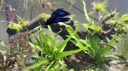 Nouveau décor pour le combattant