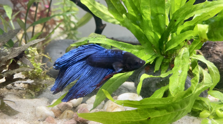 Nouveau décor pour le combattant