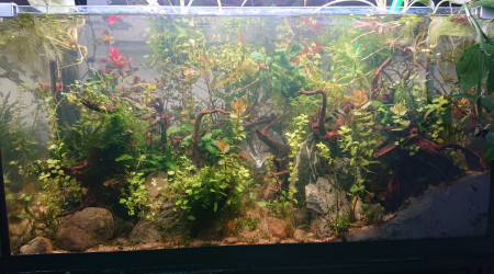 Fangorn Forest  J+26