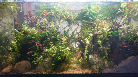 Fangorn Forest  " Un mois " - Clôture des expérimentation du Fisher Tank.