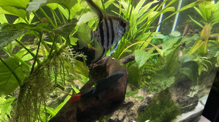 aquarium Erv52