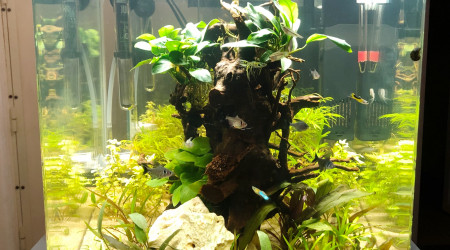 aquarium Hall 60 L