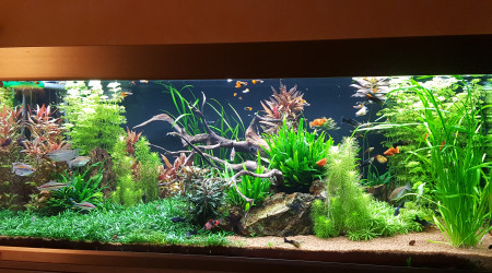 aquarium EHEIM PROXIMA 325