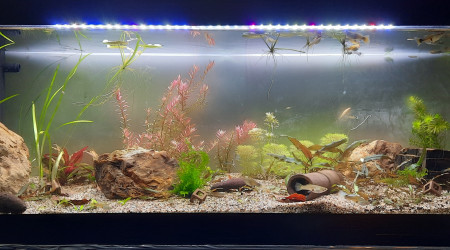 aquarium Bac 120l guppys