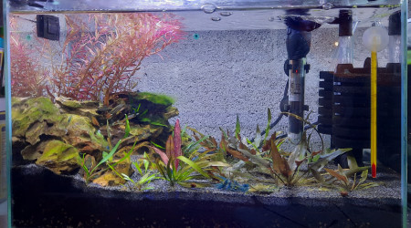 aquarium Bac 20l betta femelle