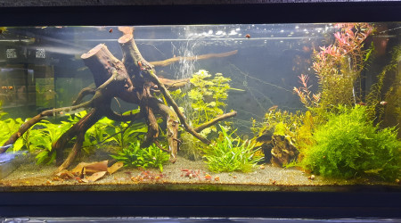 aquarium Bac 80l CPO