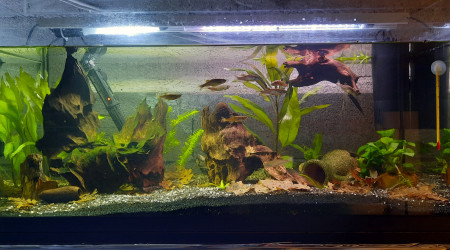 aquarium Bac 100l ancistrus