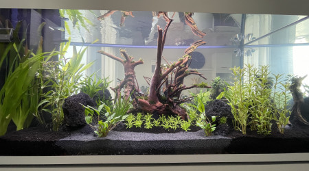 aquarium Eheim  Incpiria 430