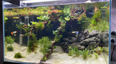 Les femelles guppies sont arrivées