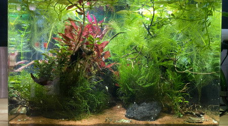 Évolution des plantes après 4 mois