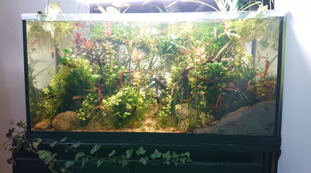 Filtration 100% par les plantes .